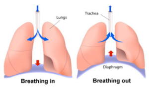 Lungs from teachpe